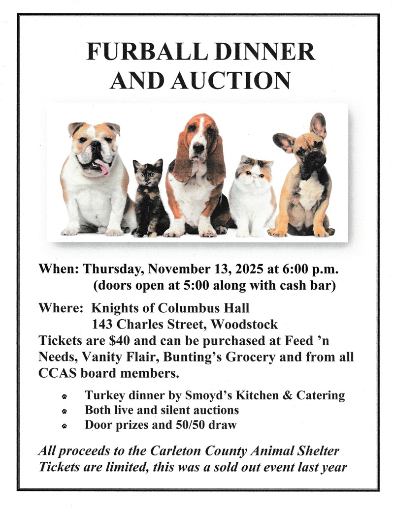 2025-11-13_Furball_Diner__Auction