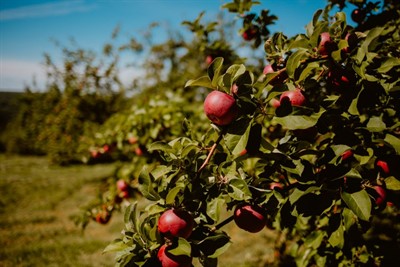 dukeshire apples